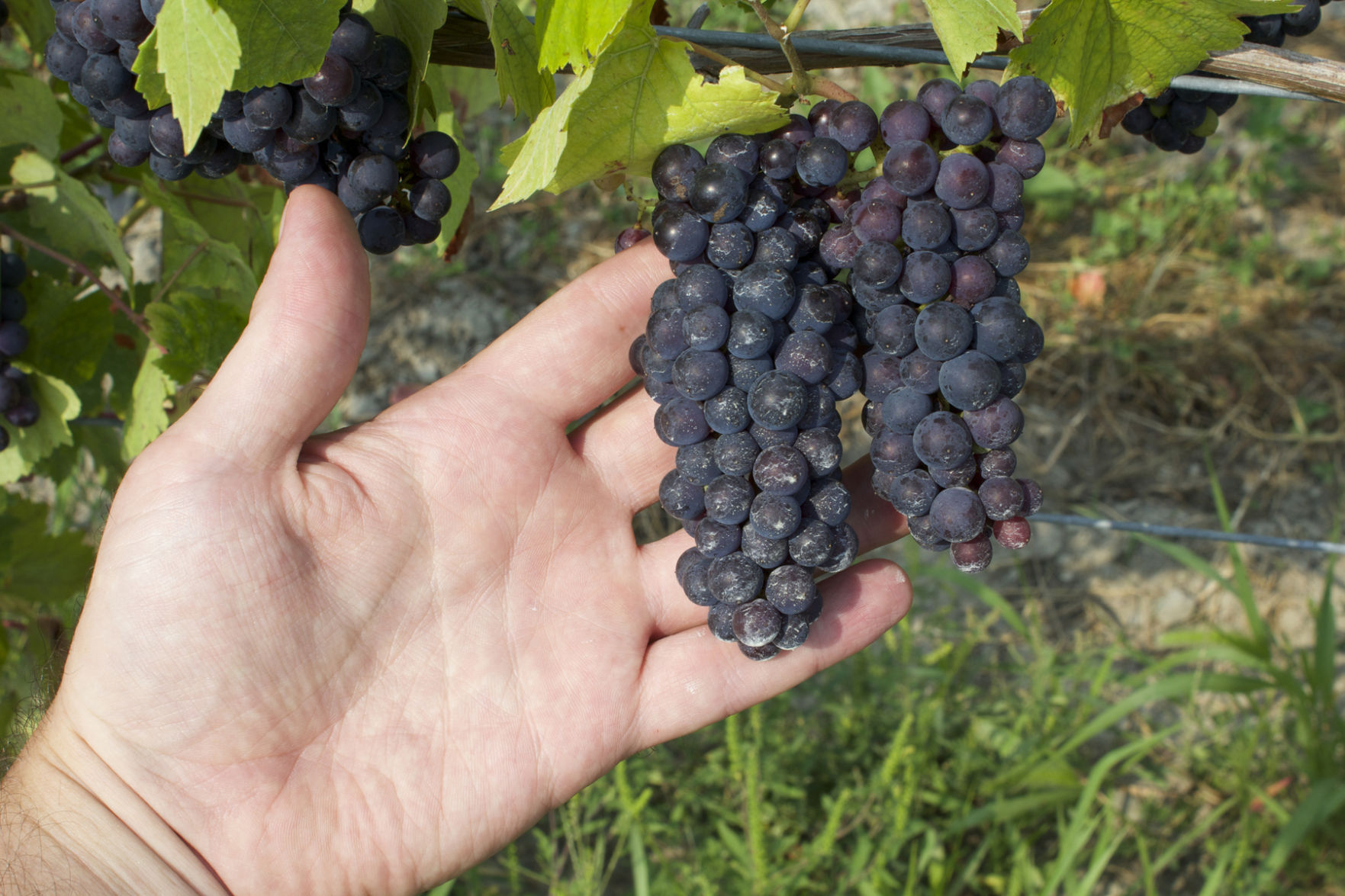 Pinot Noir bunches